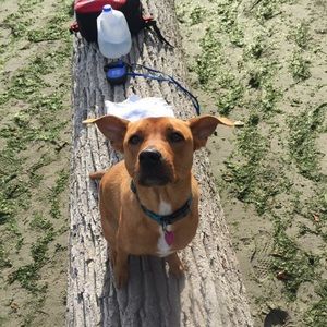 Meet your Posher, James